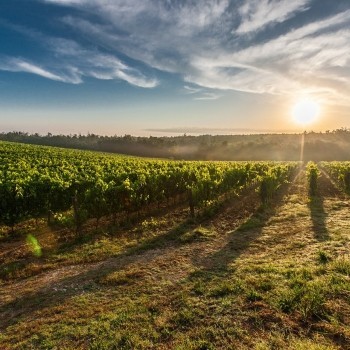 Notizie dal blog: Vino, Italia leader mentre il settore è in crisi