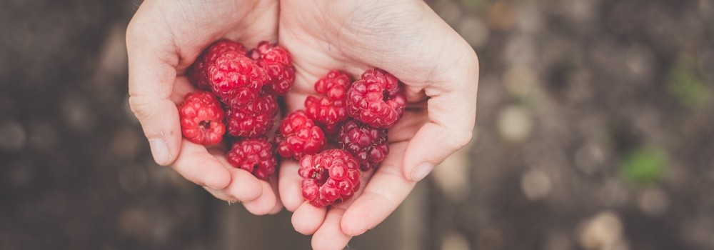 Notizie dal blog: Il mondo del food e i millennials